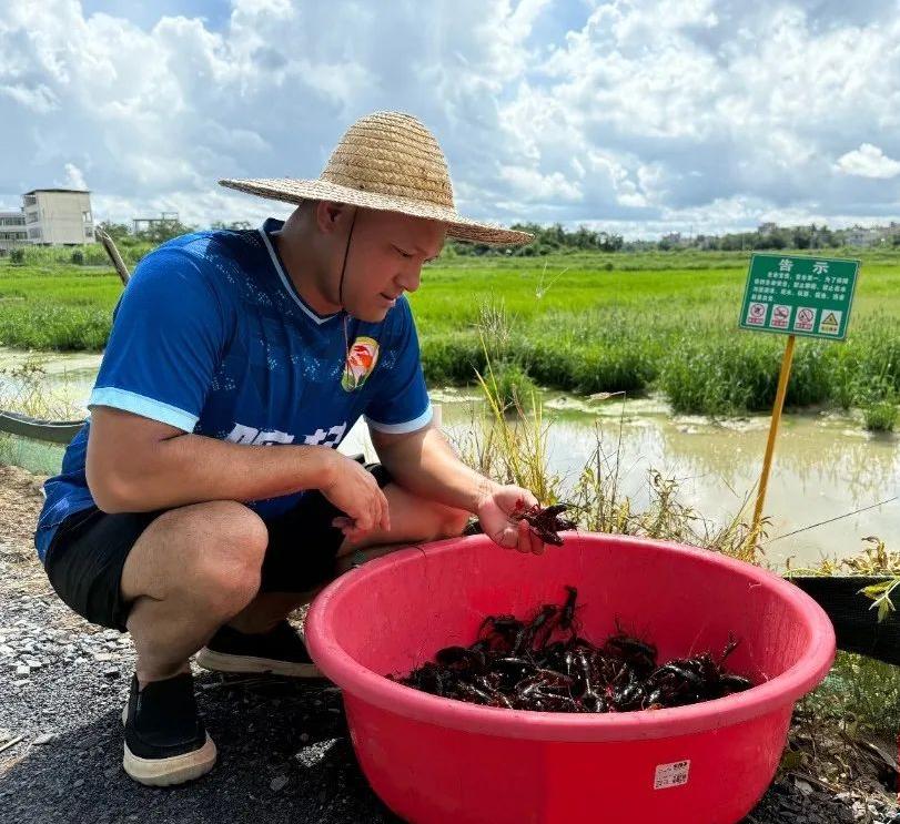 海口市秀英區東山鎮“水稻+小龍蝦”綜合種養模式成致富新“稻”路