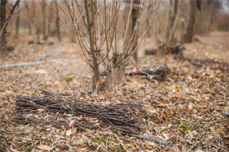 豐縣鳳城街道：特色種養“雙輪驅動” 拓寬村民增收渠道904.jpg