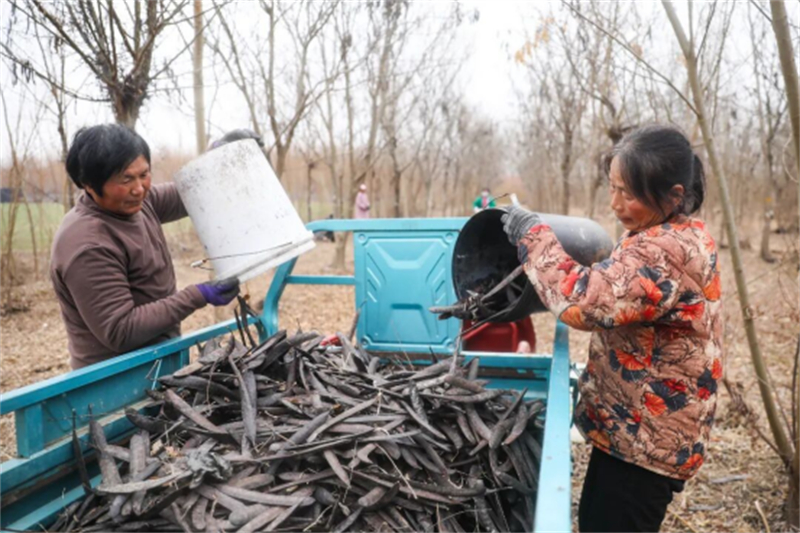 豐縣鳳城街道：特色種養“雙輪驅動” 拓寬村民增收渠道1243.jpg